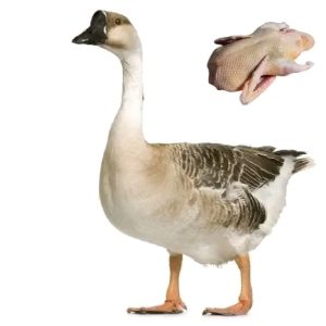 দেশি রাজহাঁস – প্রাকৃতিক, সুস্বাদু এবং পুষ্টিকর মাংস